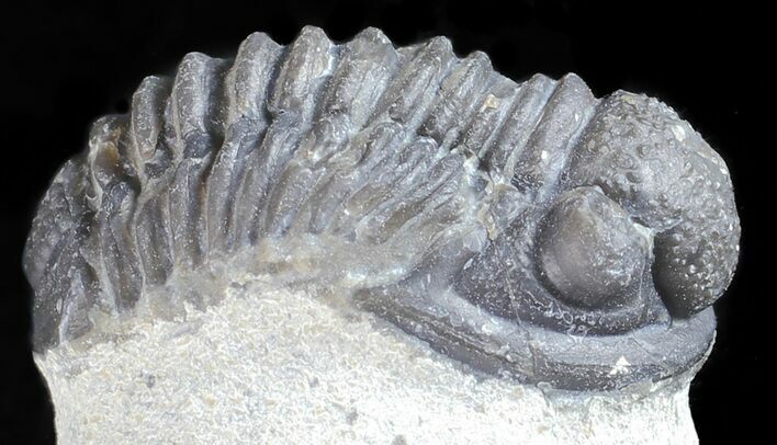 Bargain, Gerastos Trilobite Fossil - Morocco #57636